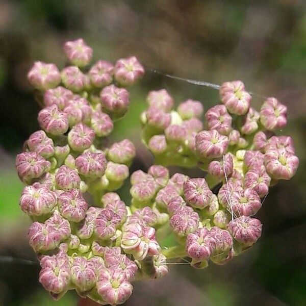 Peucedanum alsaticum Flower