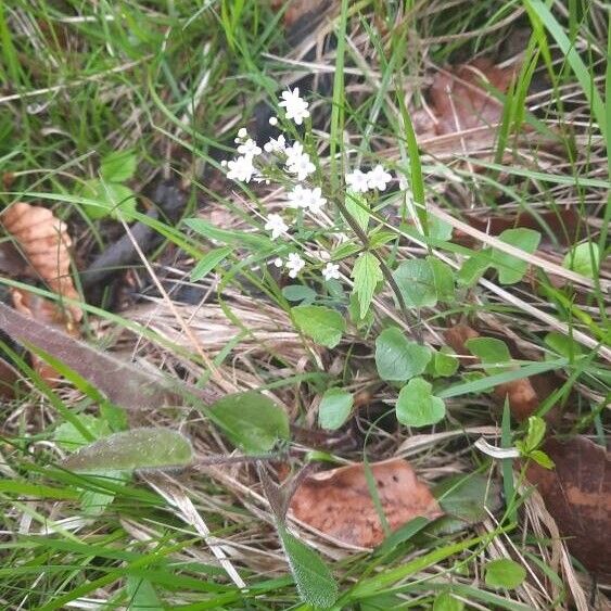 Valeriana tripteris Kukka