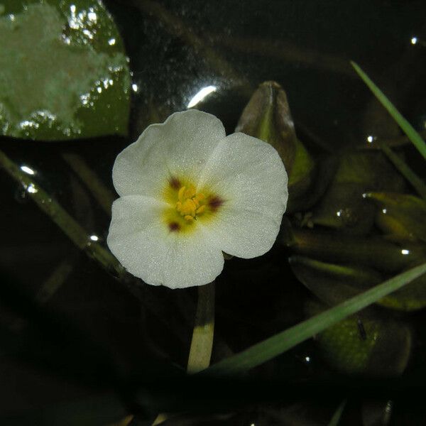 Sagittaria guayanensis Flors