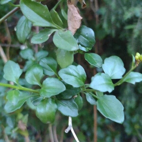 Senecio angulatus Leaf