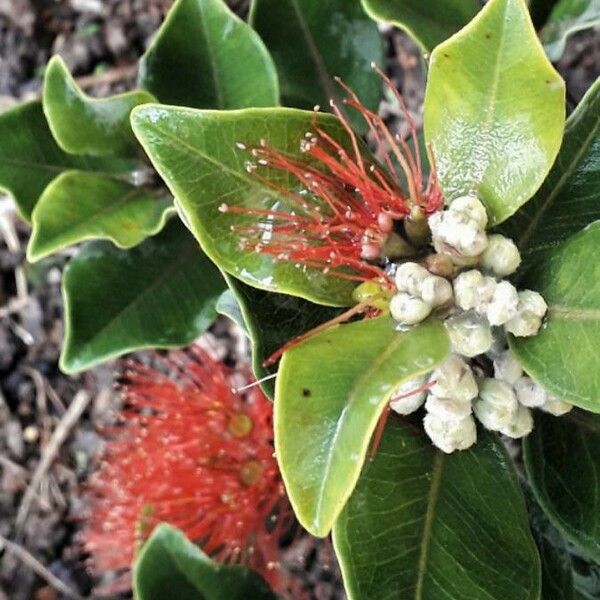 Metrosideros excelsa Flower