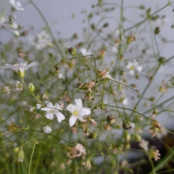 Gypsophila elegans Flor