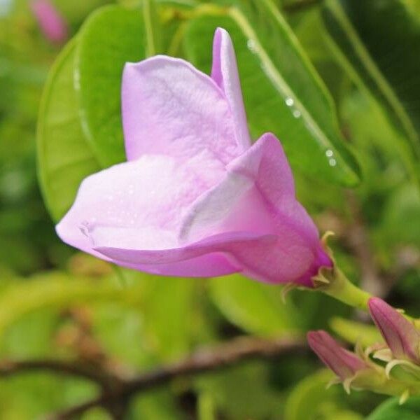 Cryptostegia grandiflora Flor