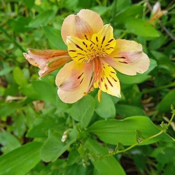 Alstroemeria ligtu Cvet