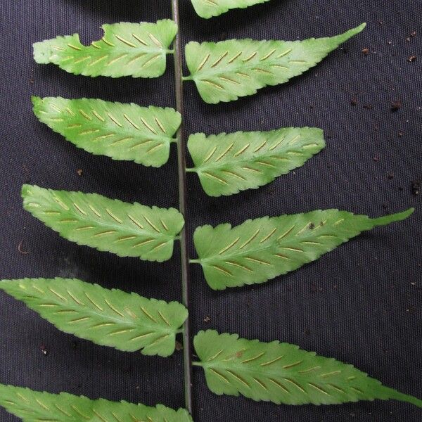 Asplenium salicifolium (Willowleaf spleenwort)