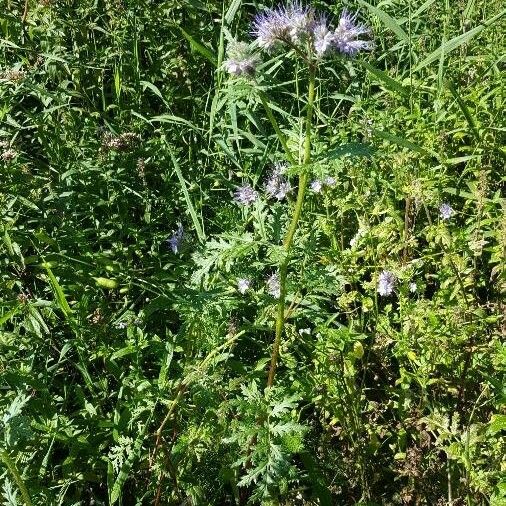 Phacelia tanacetifolia Hábito