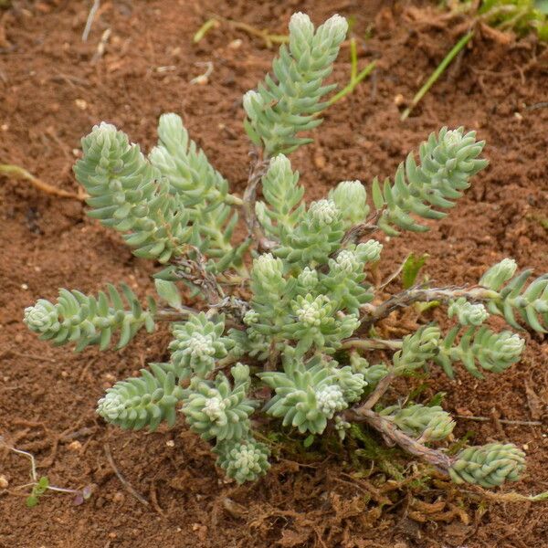 Sedum sediforme 整株植物