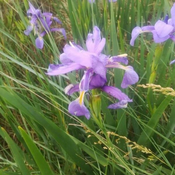 Iris versicolor പുഷ്പം