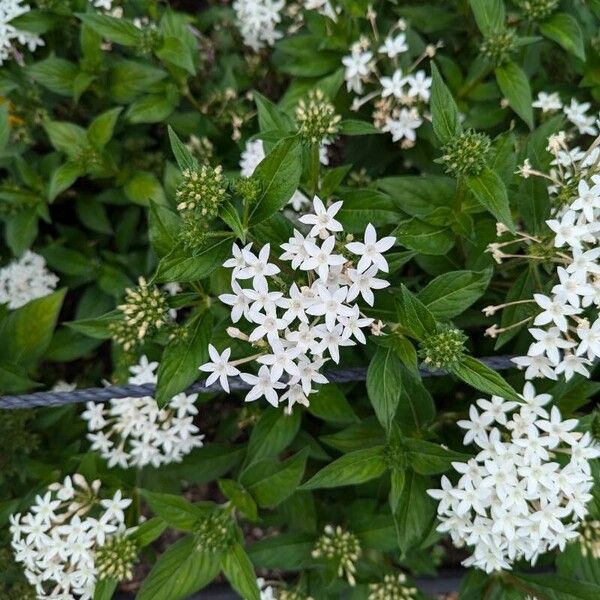 Pentas lanceolata Žiedas