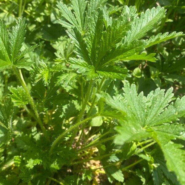 Potentilla norvegica ഇല