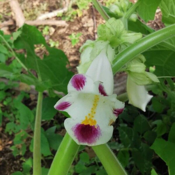 Martynia annua Flower