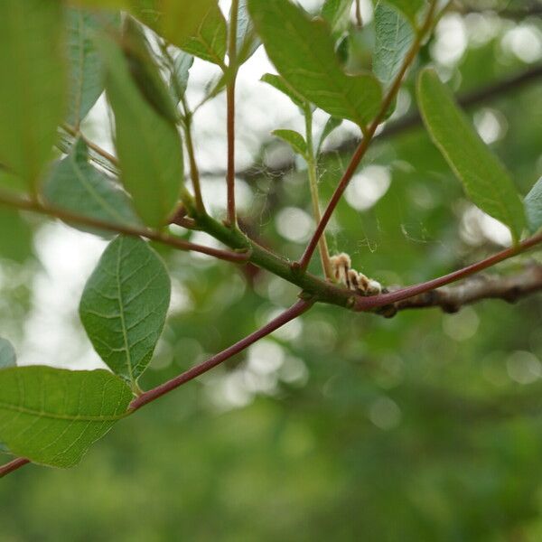 Pistacia terebinthus Coajă