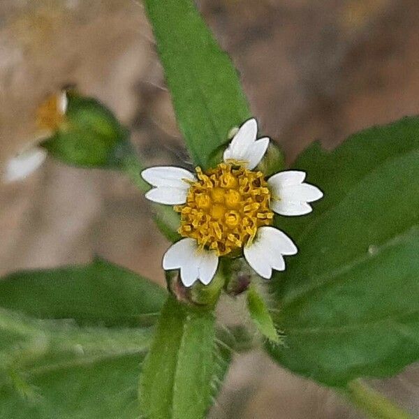 Galinsoga quadriradiata Flor