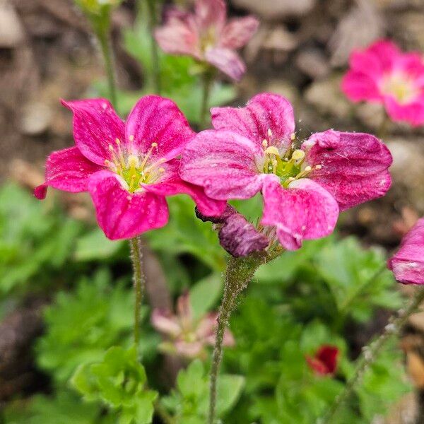 Saxifraga rosacea 花