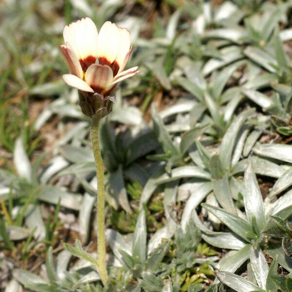 Rhodanthemum catananche Hàbitat