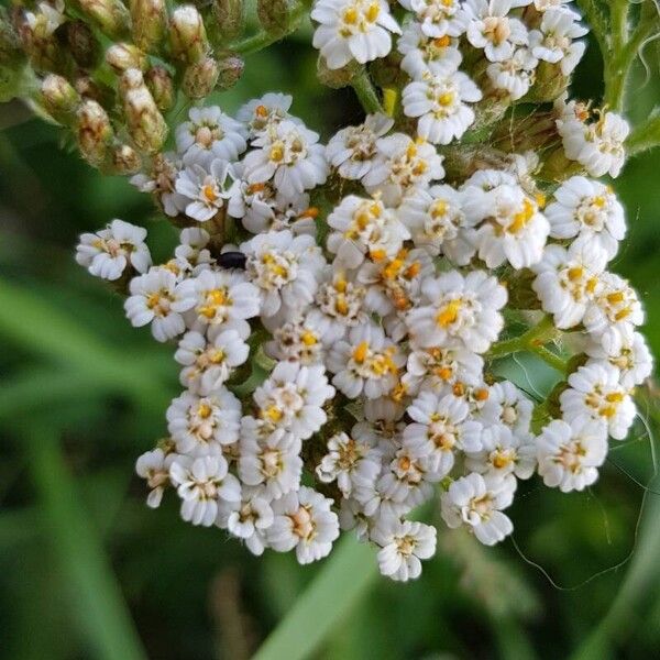 Achillea nobilis फूल