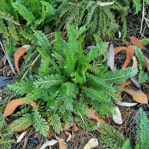 Achillea nobilis पत्ता