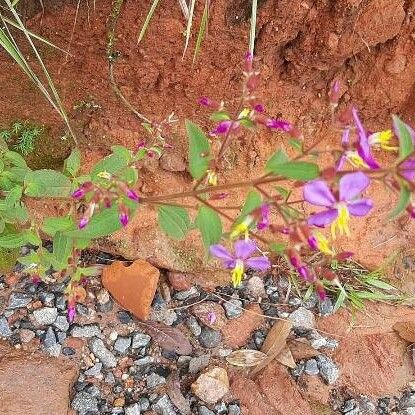 Rhexia virginica Flower