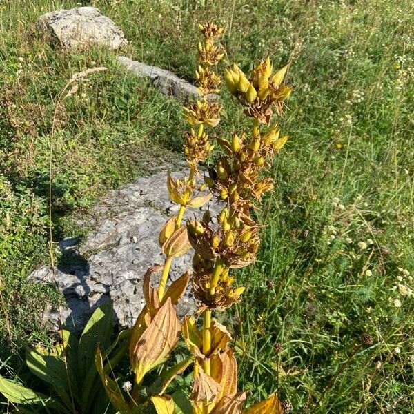 Gentiana lutea Frunză