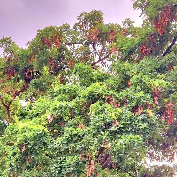 Albizia lebbeck Frucht