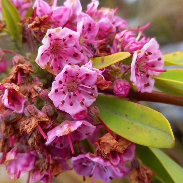 Kalmia angustifolia Кветка