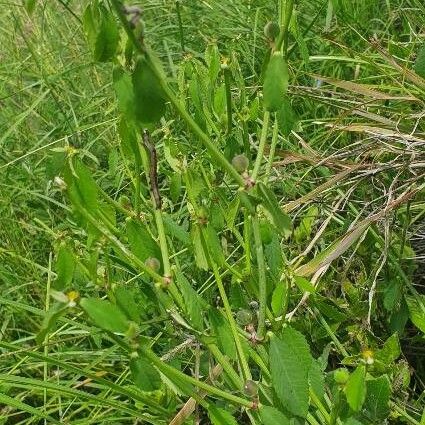 Euphorbia crotonoides Leaf