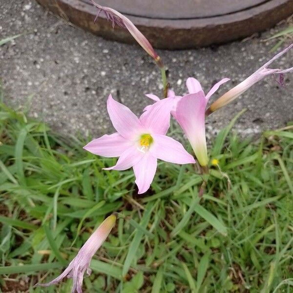 Zephyranthes robusta Květ