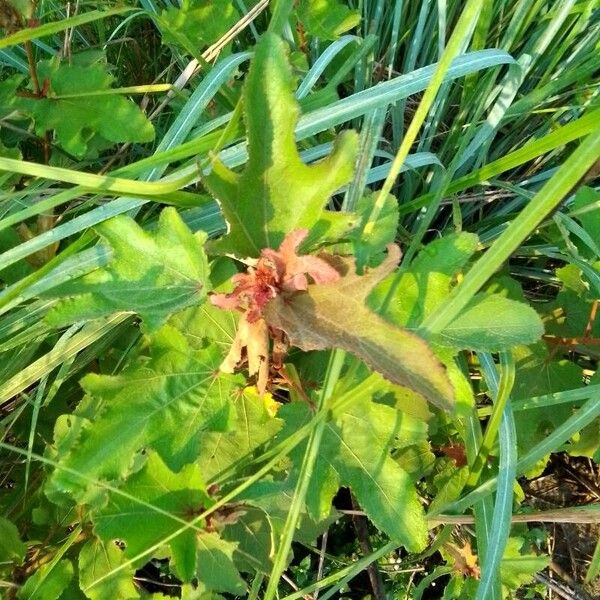 Clappertonia ficifolia Leaf