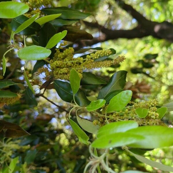 Quercus ilex Квітка