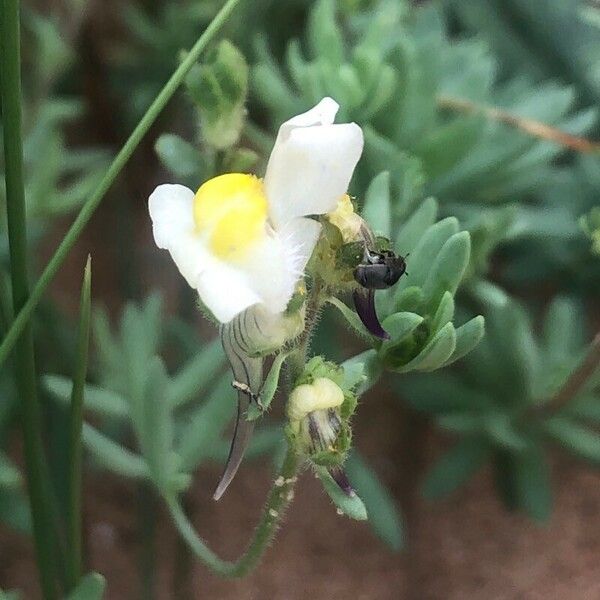 Linaria supina Blüte