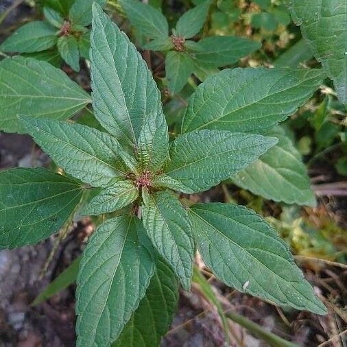 Acalypha virginica Levél