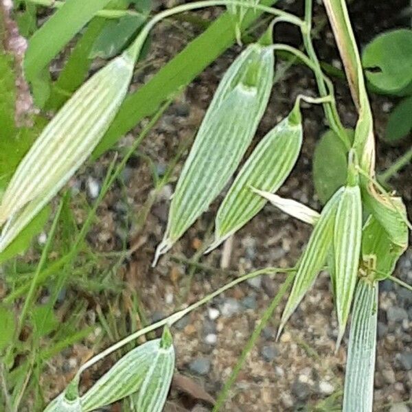 Avena sativa Blomma