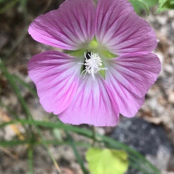 Malva punctata Blomma