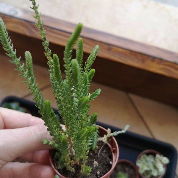 Crassula muscosa Foglia