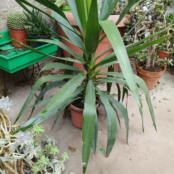 Yucca aloifolia Blad