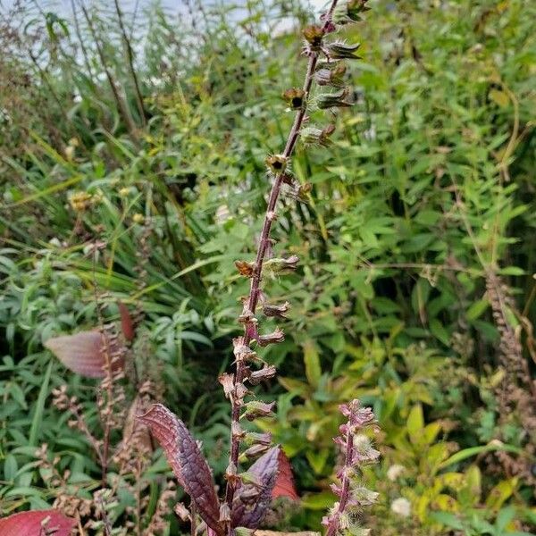 Perilla frutescens Flower