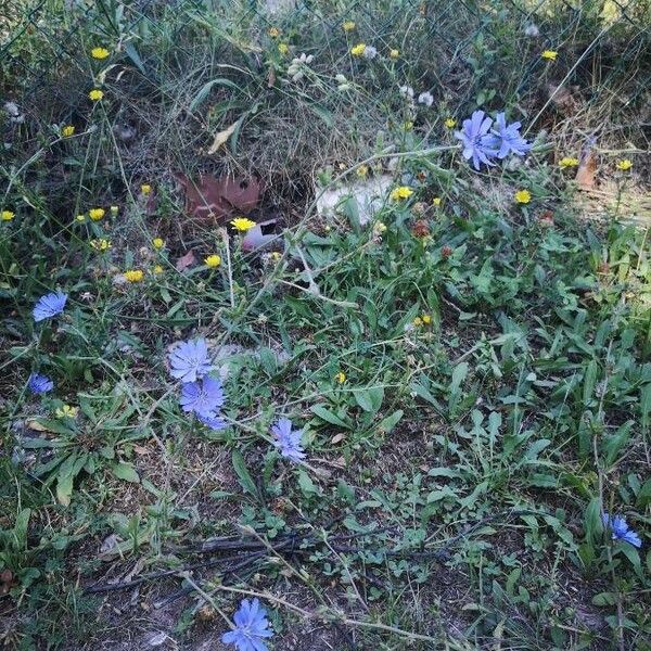 Cichorium intybus Buveinė