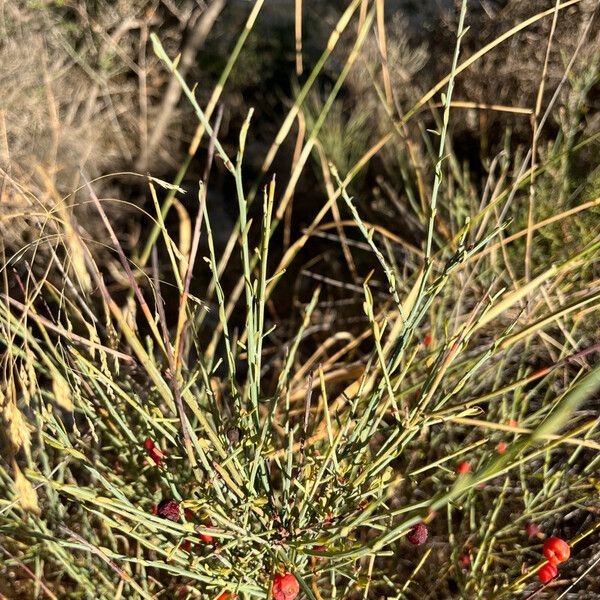 Osyris alba Leaf