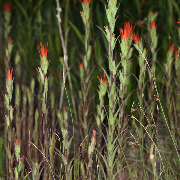 Castilleja minor ᱛᱟᱦᱮᱸ