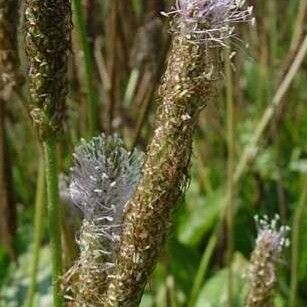 Plantago media Flor