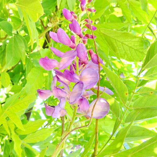 Wisteria frutescens 整株植物