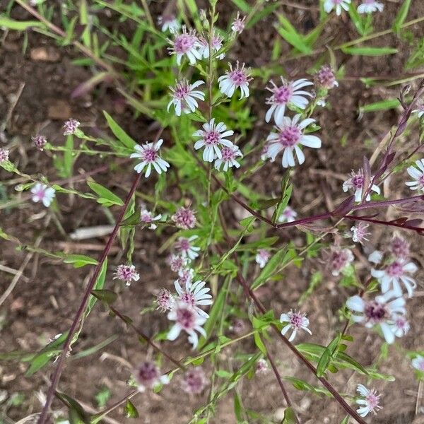 Symphyotrichum lateriflorum പുഷ്പം