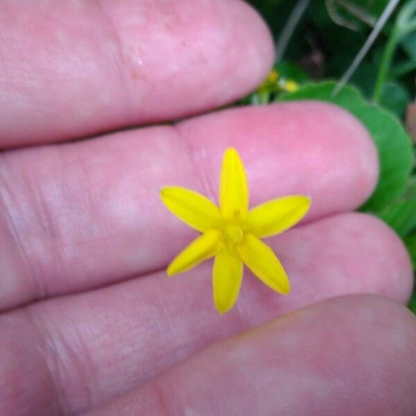 Hypoxis decumbens Flor