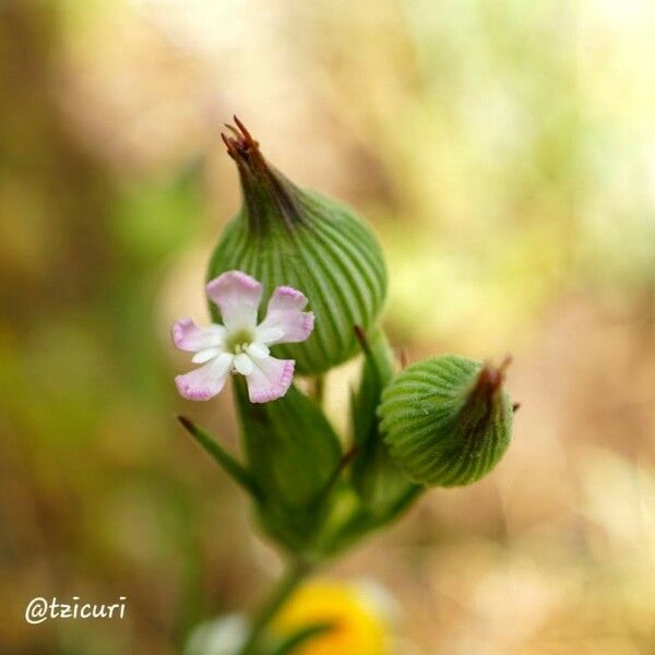 Silene conica Λουλούδι