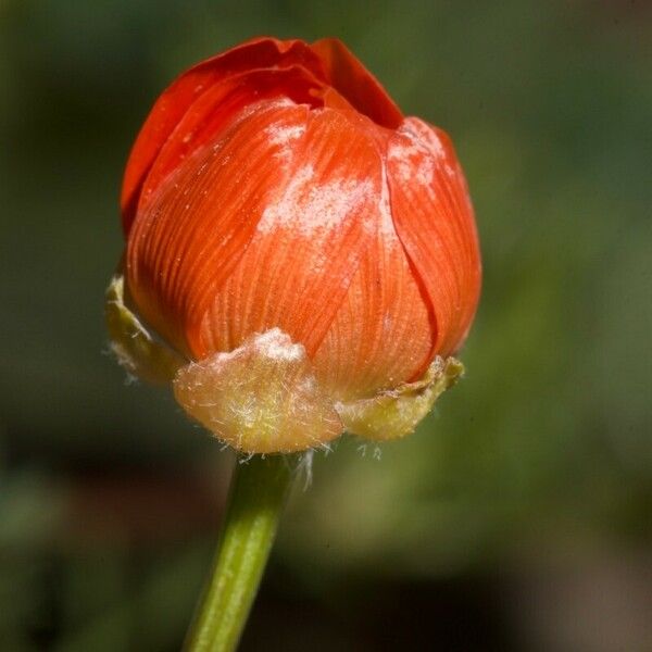 Adonis flammea Lorea