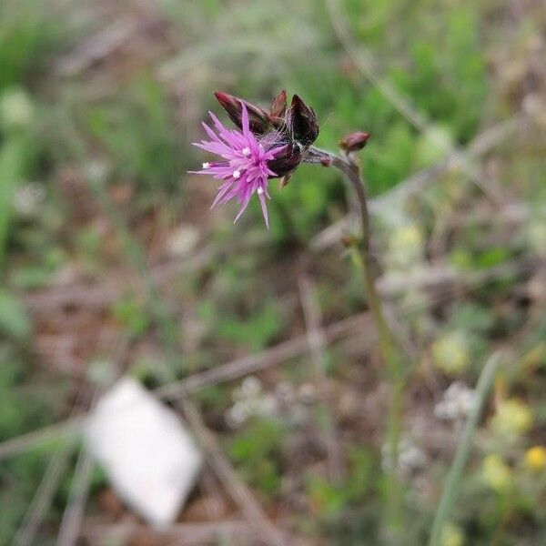 Crupina vulgaris Çiçek