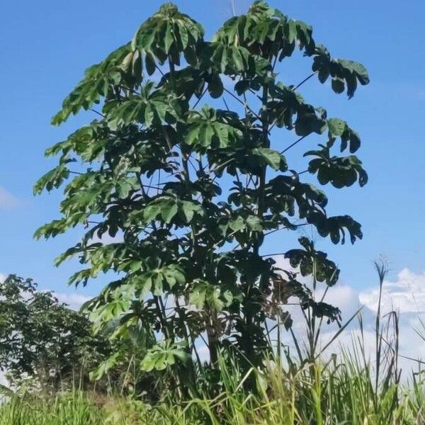 Cecropia peltata Habit