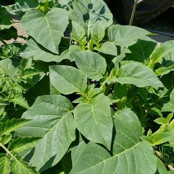 Datura inoxia Blatt