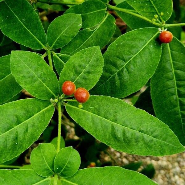 Rauvolfia tetraphylla Φρούτο