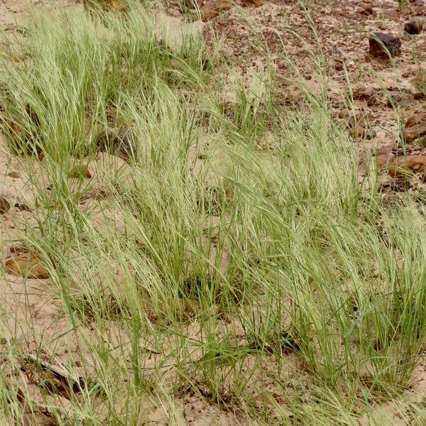 Aristida funiculata Habitus